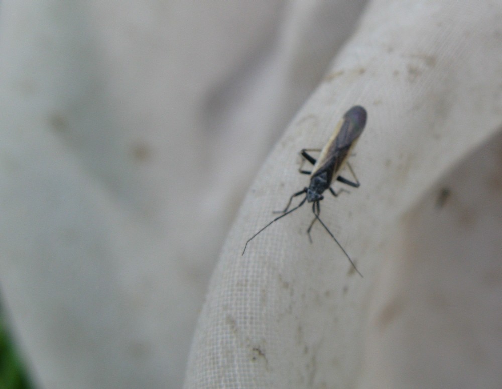 Miridae: Dimorphocoris tomasii, specie endemica italiana